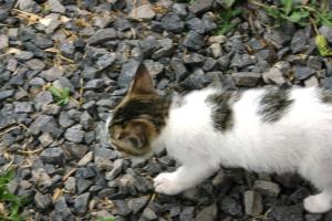 <img300*0:stuff/z/169023/Kitten%2520Face%2521/i1280171094_7.jpg>