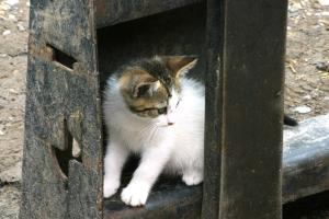 <img300*0:stuff/z/169023/Kitten%2520Face%2521/i1280171094_8.jpg>