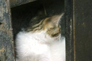 <img300*0:stuff/z/169023/Kitten%2520Face%2521/i1280171094_9.jpg>