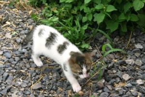 <img300*0:stuff/z/169023/Kitten%2520Face%2521/i1280171095_12.jpg>