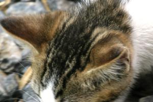 <img300*0:stuff/z/169023/Kitten%2520Face%2521/i1280171095_13.jpg>