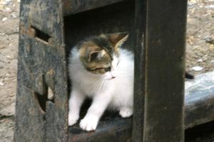 <img300*0:stuff/z/169023/Kitten%2520Face%2521/i1280171095_14.jpg>