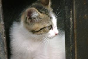 <img300*0:stuff/z/169023/Kitten%2520Face%2521/i1280171095_15.jpg>