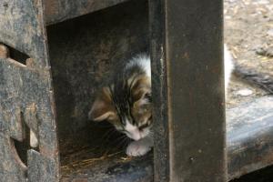 <img300*0:stuff/z/169023/Kitten%2520Face%2521/i1280171095_16.jpg>