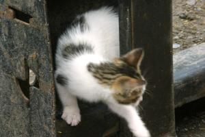 <img300*0:stuff/z/169023/Kitten%2520Face%2521/i1280171095_17.jpg>
