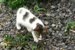 <img300*0:stuff/z/169023/Kitten%2520Face%2521/i1280171095_18.jpg>
