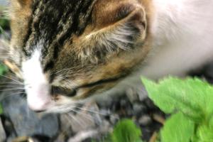 <img300*0:stuff/z/169023/Kitten%2520Face%2521/i1280171095_19.jpg>