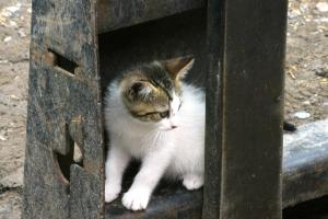 <img300*0:stuff/z/169023/Kitten%2520Face%2521/i1280171095_20.jpg>