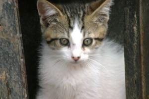 <img300*0:stuff/z/169023/Kitten%2520Face%2521/i1280171095_21.jpg>