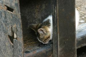 <img300*0:stuff/z/169023/Kitten%2520Face%2521/i1280171095_22.jpg>