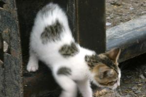 <img300*0:stuff/z/169023/Kitten%2520Face%2521/i1280171096_23.jpg>
