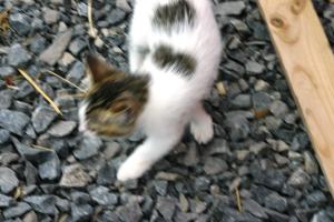 <img300*0:stuff/z/169023/Kitten%2520Face%2521/i1280171096_24.jpg>