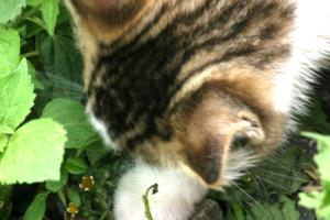 <img300*0:stuff/z/169023/Kitten%2520Face%2521/i1280171096_25.jpg>