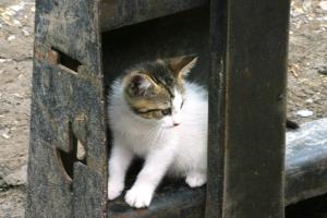 <img300*0:stuff/z/169023/Kitten%2520Face%2521/i1280171096_26.jpg>