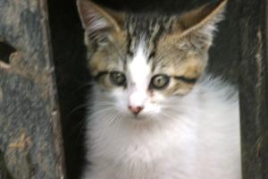<img300*0:stuff/z/169023/Kitten%2520Face%2521/i1280171096_27.jpg>