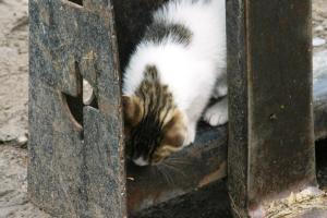 <img300*0:stuff/z/169023/Kitten%2520Face%2521/i1280171096_28.jpg>
