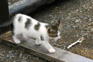 <img300*0:stuff/z/169023/Kitten%2520Face%2521/i1280171096_29.jpg>