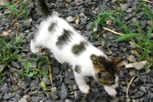 <img300*0:stuff/z/169023/Kitten%2520Face%2521/i1280171096_30.jpg>