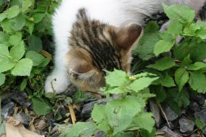 <img300*0:stuff/z/169023/Kitten%2520Face%2521/i1280171096_31.jpg>