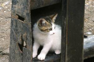 <img300*0:stuff/z/169023/Kitten%2520Face%2521/i1280171096_32.jpg>