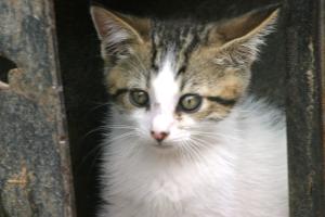 <img300*0:stuff/z/169023/Kitten%2520Face%2521/i1280171096_33.jpg>