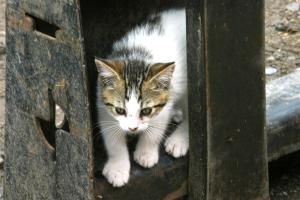 <img300*0:stuff/z/169023/Kitten%2520Face%2521/i1280171097_34.jpg>