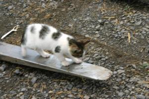 <img300*0:stuff/z/169023/Kitten%2520Face%2521/i1280171097_35.jpg>
