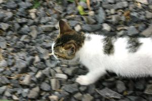 <img300*0:stuff/z/169023/Kitten%2520Face%2521/i1280171097_36.jpg>