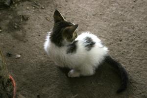 <img300*0:stuff/z/169023/Kitten%2520Face%2521/i1280171097_37.jpg>