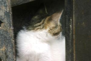 <img300*0:stuff/z/169023/Kitten%2520Face%2521/i1280171097_38.jpg>