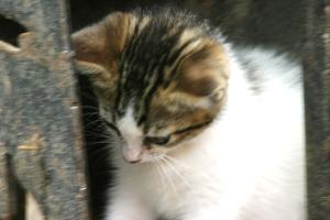 <img300*0:stuff/z/169023/Kitten%2520Face%2521/i1280171097_39.jpg>