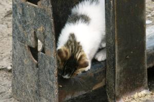 <img300*0:stuff/z/169023/Kitten%2520Face%2521/i1280171097_40.jpg>