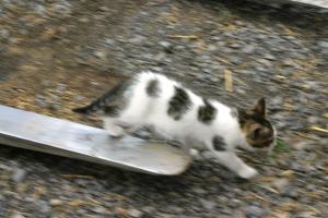 <img300*0:stuff/z/169023/Kitten%2520Face%2521/i1280171097_41.jpg>