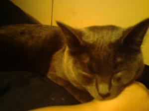 <img300*0:stuff/z/169023/Kitties%2521%2521%2521/i1248891001_2.jpg>