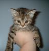 Kitties!