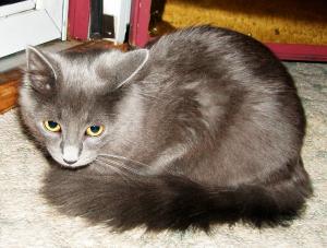 <img300*0:stuff/z/169023/Kitties%2521%2521%2521/i1248891001_7.jpg>