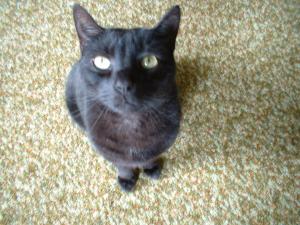 <img300*0:stuff/z/169023/Kitties%2521%2521%2521/i1248891001_8.jpg>