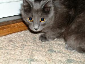 <img300*0:stuff/z/169023/Kitties%2521%2521%2521/i1248891001_9.jpg>