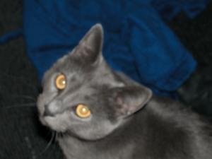 <img300*0:stuff/z/169023/Kitties%2521%2521%2521/i1248891002_10.jpg>