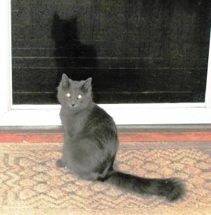 <img300*0:stuff/z/169023/Kitties%2521%2521%2521/i1248891002_11.jpg>