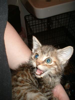 <img300*0:stuff/z/169023/Kitties%2521%2521%2521/i1248891002_13.jpg>