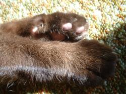 <img250*0:stuff/z/169023/Kitty%2520Cats/i1255990189_1.jpg>