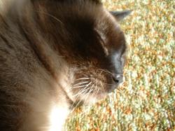 <img250*0:stuff/z/169023/Kitty%2520Cats/i1255990189_2.jpg>