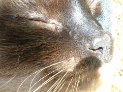 <img250*0:stuff/z/169023/Kitty%2520Cats/i1255990189_3.jpg>