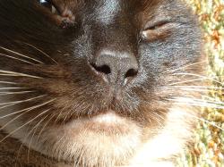 <img250*0:stuff/z/169023/Kitty%2520Cats/i1255990189_4.jpg>