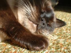 <img250*0:stuff/z/169023/Kitty%2520Cats/i1255990189_5.jpg>