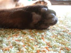<img250*0:stuff/z/169023/Kitty%2520Cats/i1255990190_10.jpg>