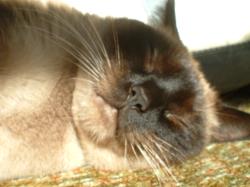 <img250*0:stuff/z/169023/Kitty%2520Cats/i1255990190_11.jpg>