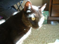<img250*0:stuff/z/169023/Kitty%2520Cats/i1255990190_12.jpg>