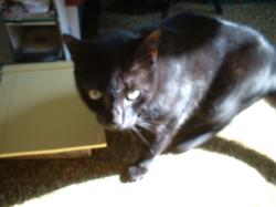 <img250*0:stuff/z/169023/Kitty%2520Cats/i1255990190_13.jpg>